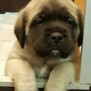 mastiff